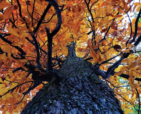 Witness Tree Cedar Mountain Battlefield Culpeper County, Va.