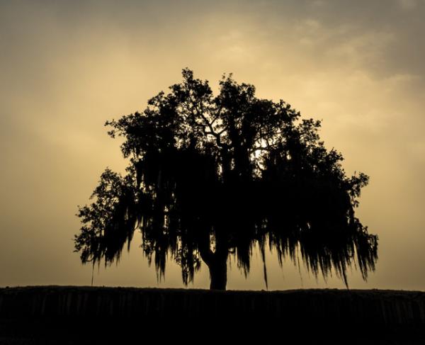 Chalmette Battlefield, La.