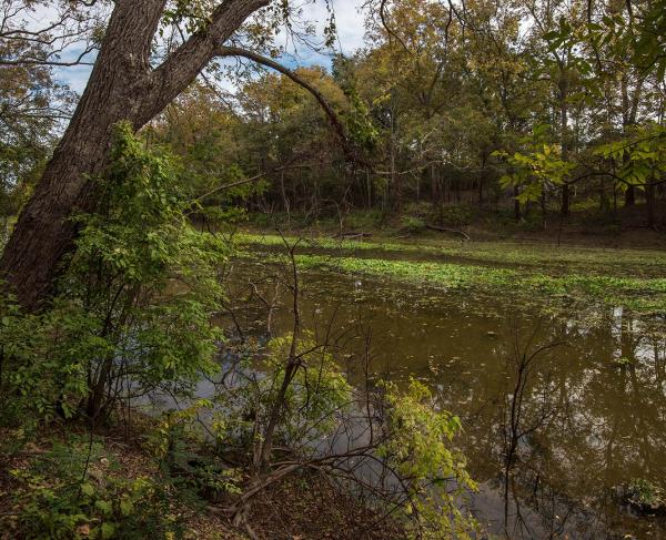 Chickasaw Bayou, Miss.