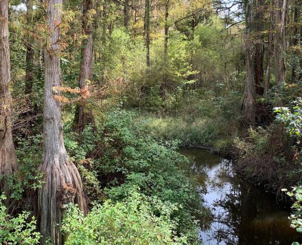 Photo of the Halfway Swamp