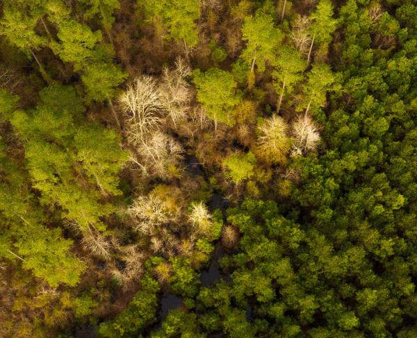 An aerial view of Parker's Ferry in Charleston County, S.C.