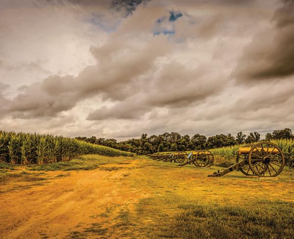 A line of cannons on the battlefield, surrounded by cornfields.