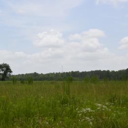 Wyse Fork Battlefield, N.C.