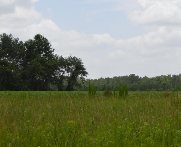 Wyse Fork Battlefield, N.C.